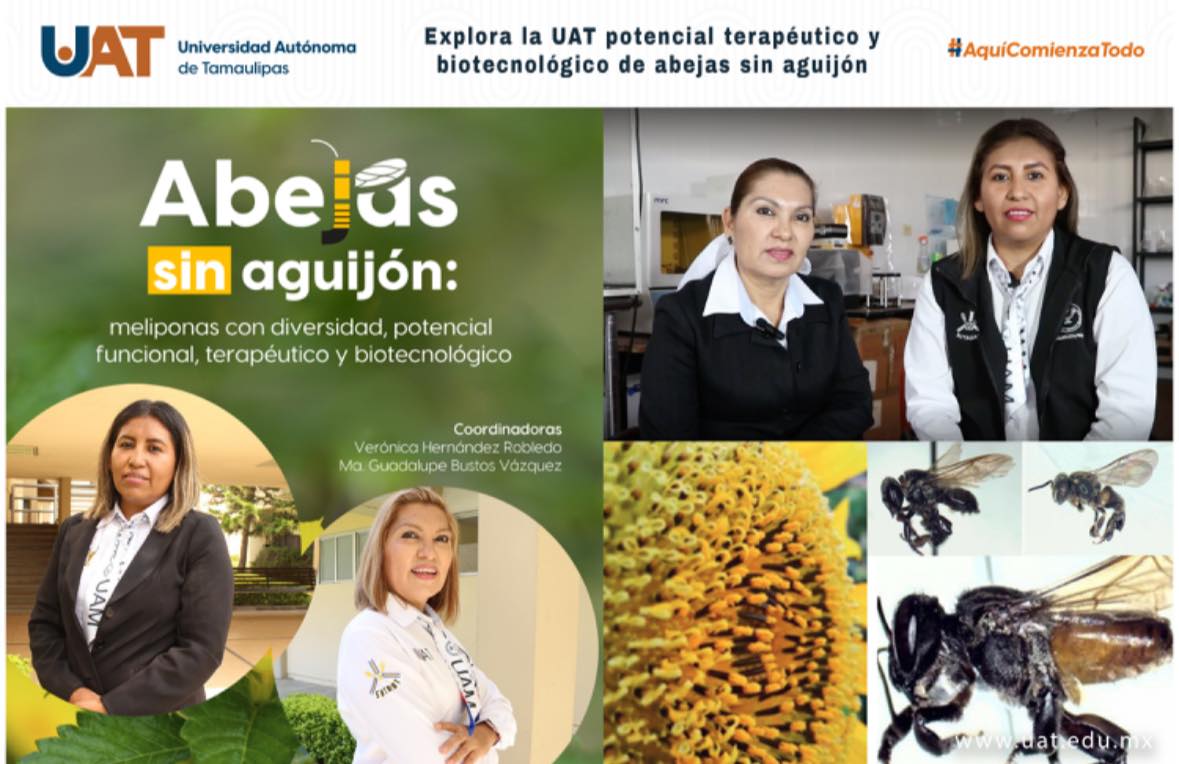 Explora la UAT potencial terapéutico y biotecnológico de abejas sin aguijón