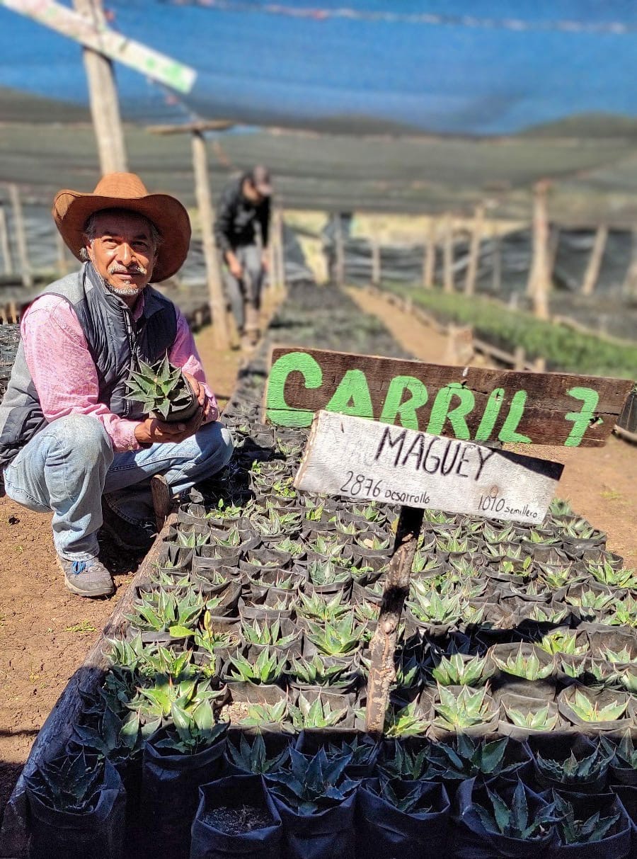 Busca la UAT preservar la genética de especies de maguey