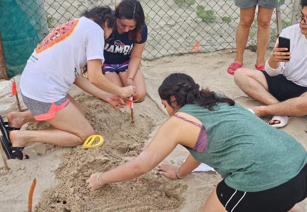 Colabora la UAT en el proyecto de conservación de la tortuga lora