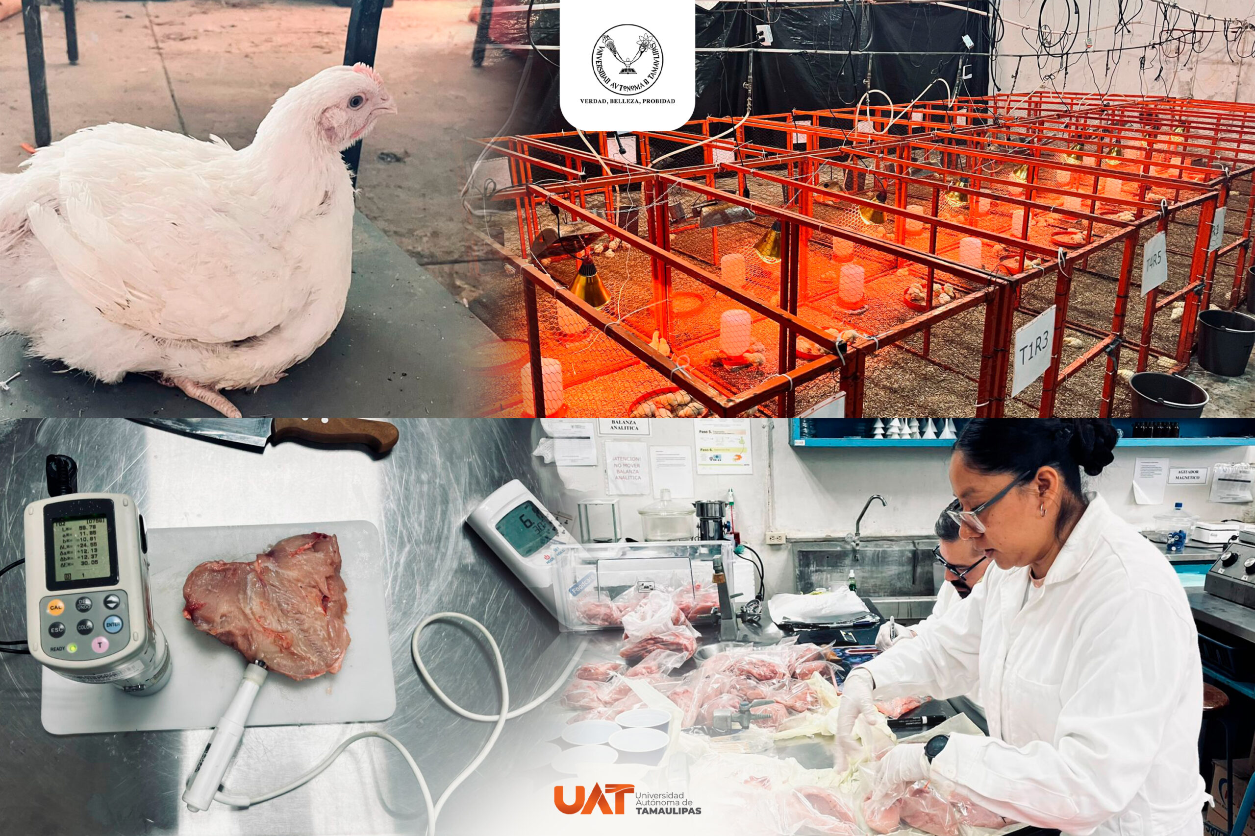 Producirá la UAT pollos de engorda con mayor calidad nutritiva y saludable 