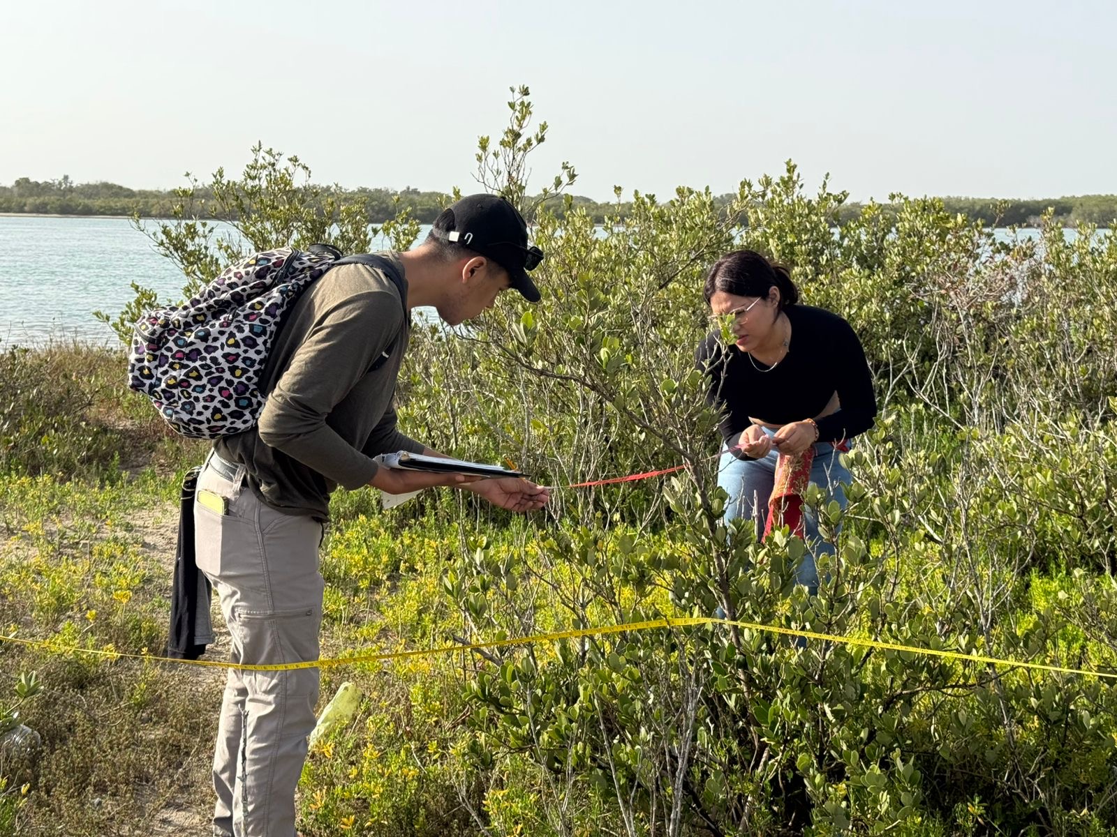 Colabora la UAT en la conservación del mangle en el litoral tamaulipeco