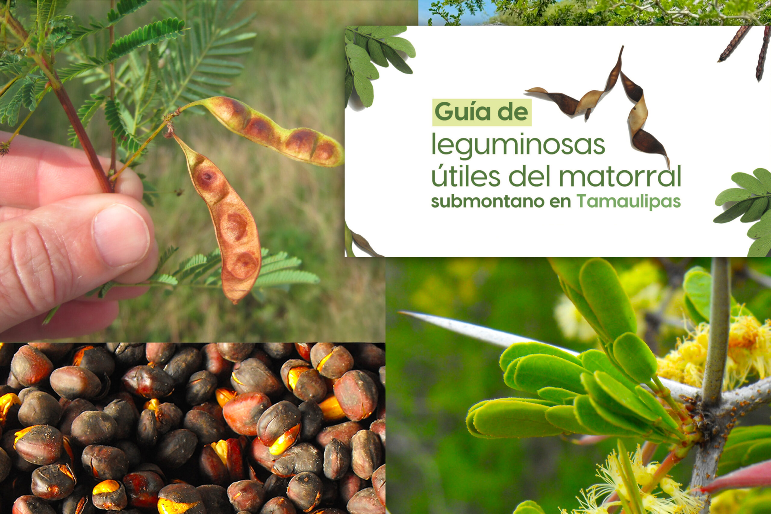 La UAT invita a conocer más sobre las leguminosas y su aprovechamiento 